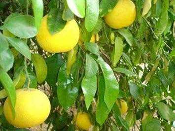 Fresh Orange Fruit Seeds for Planting Light Yellow 100 pcs